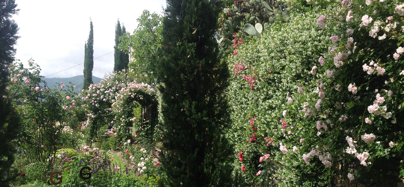 Roseto-giardino-romantico